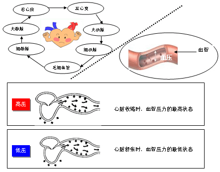 了解您的血压 血压小知识